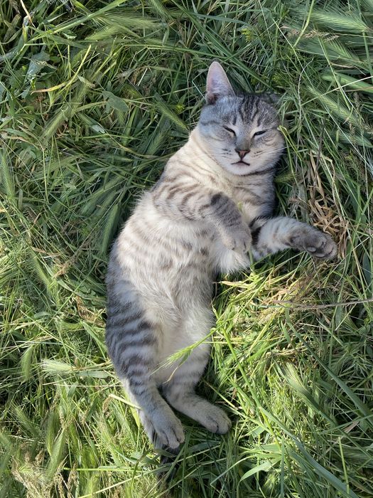 Подарю кота в добрые руки