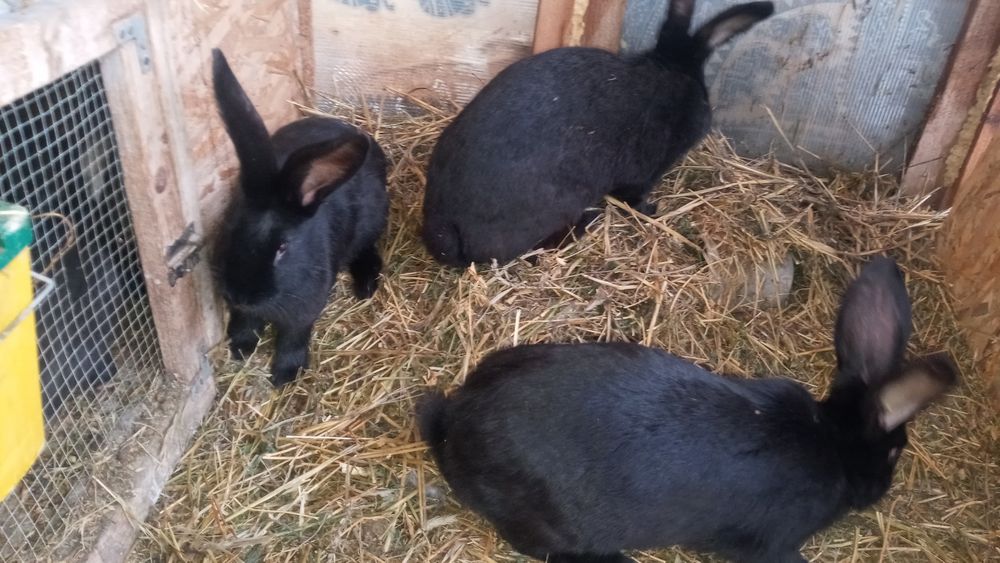 Vind iepuroice negre