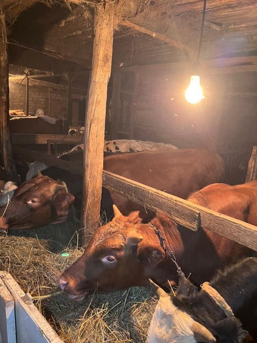 Продам бычков 6 голов