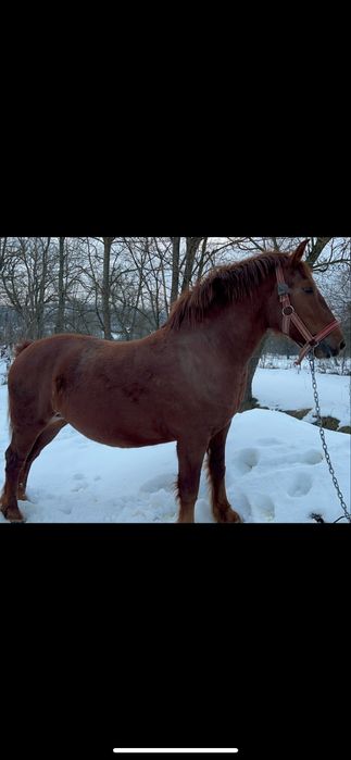 Schimb iapa cu vaca cu vitel
