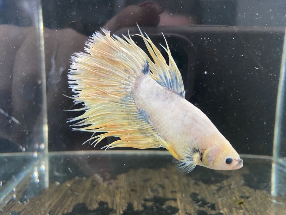 Аквариумные рыбки петушки