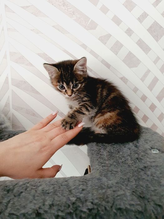 Отдам в добрые руки