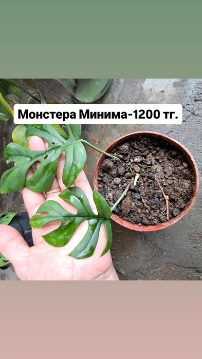 Замиокулькас(Доллар) Мырзакент