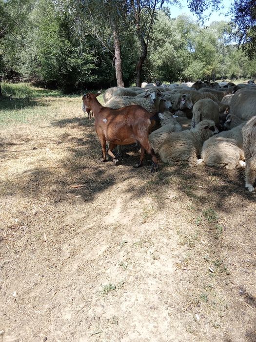 In căutarea de gospodărire nouă