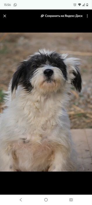 ПорОдиСтыЕ соБаЧки