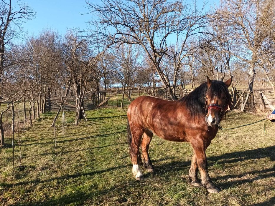 Cal in varsta de 4 ani