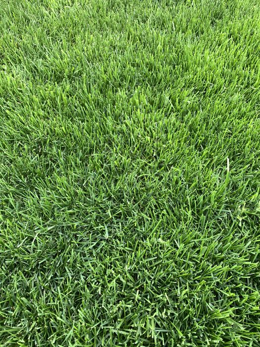 Tayyor gazon sotuvda