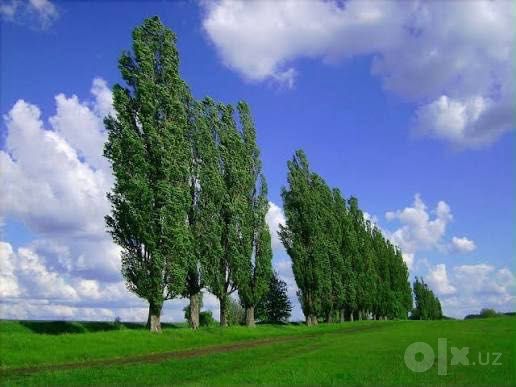 Terak bor sotladgan 30 tup