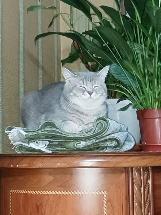 Британская кошка.