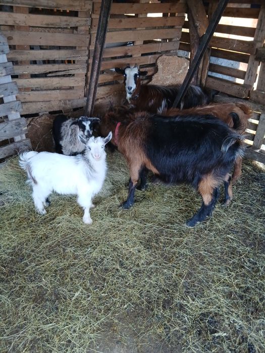 Capre tinere cu iezi