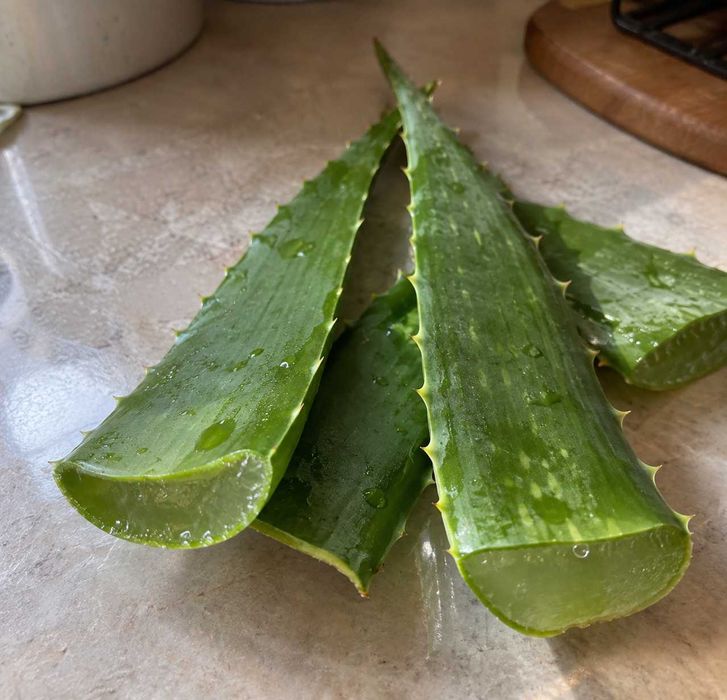 Алоэ для лечения, алое Астана
