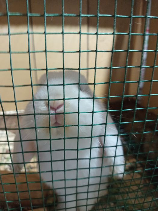 Продается Карликовый Кролик Самка