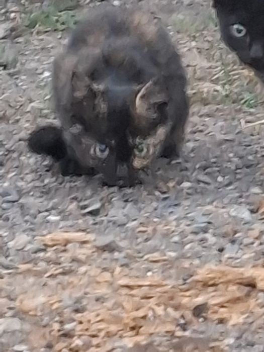 Отдаем 1 кошку 2 котят