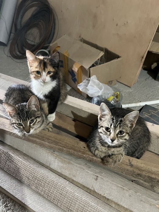 Беспоатно котята