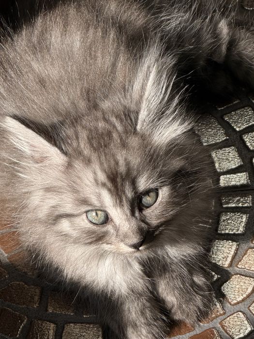 В добрые руки кота Чиби