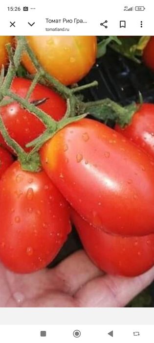 Продам рассаду помидор.доставка