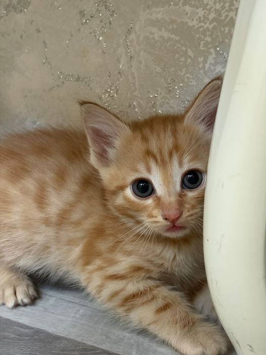 Породистые котята