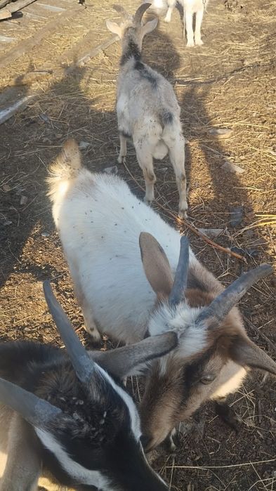 Продам дойных коз
