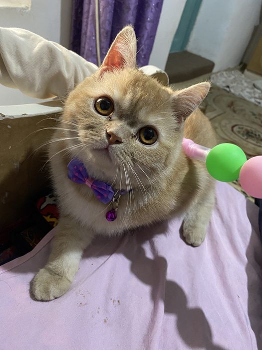 Британский скоттиш страйт