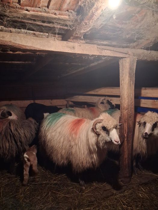 Vând 7 oi cu 8 miei si o oaie stearpă