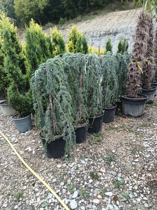 Leyladi plante ornamentale