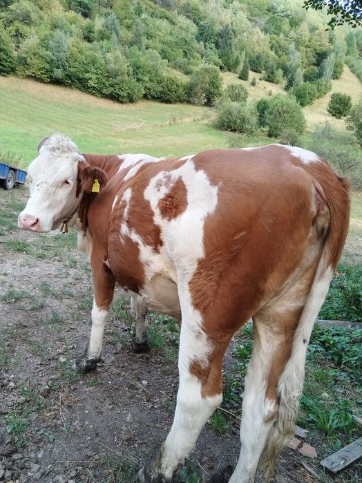 Junincă de 2 ani si 4 luni