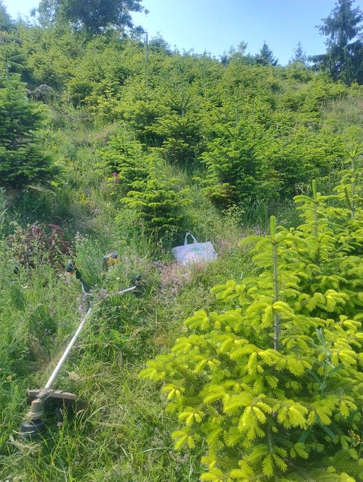 Crengi de brad la balot