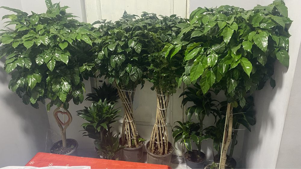 Цветы ОПТОМ! Первые руки! Цветы офисные!!!