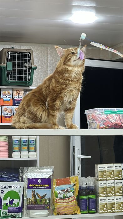 Ветеринарная служба по городу Ташкент.