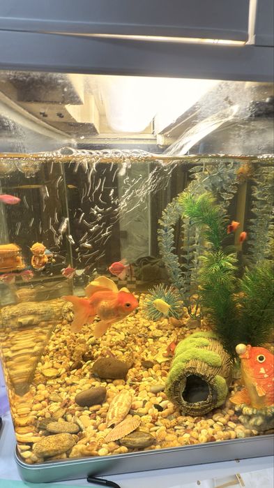 Продам аквариум с рыбками