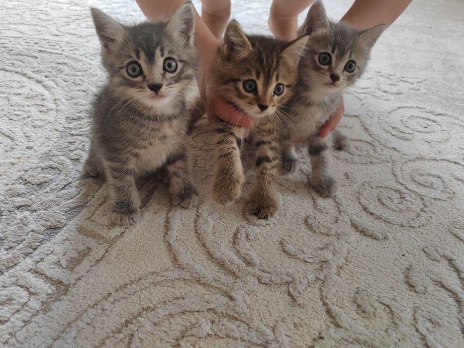 Отдам котят в добрые руки.