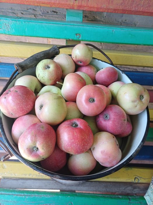Яблоки мельба продам