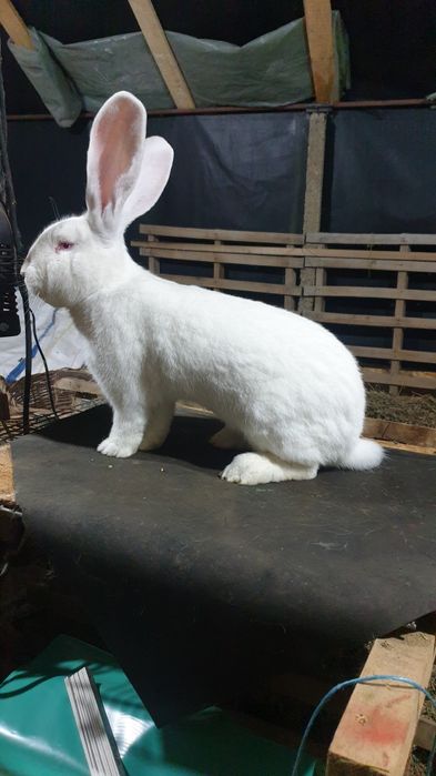 Uriaș german alb și gri