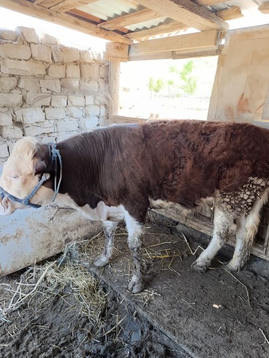 Бұкалар сатылымда