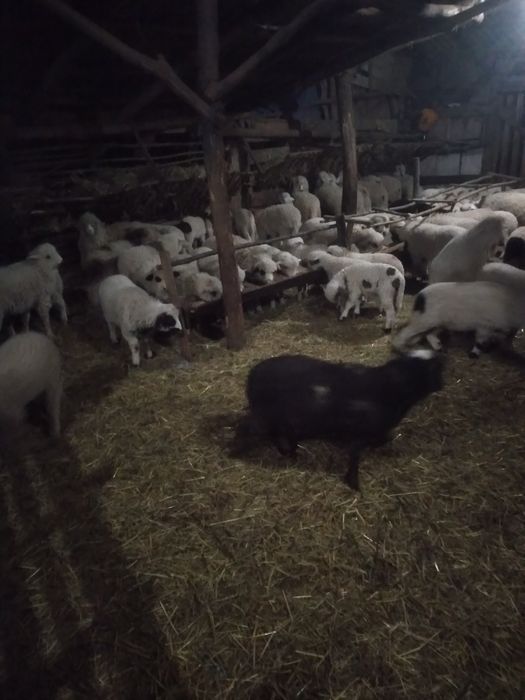 Miei de paşti de vânzare