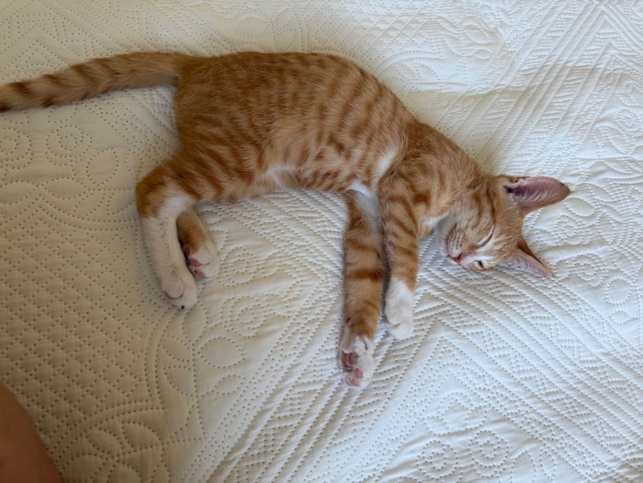 Котенок рыжик,мальчик