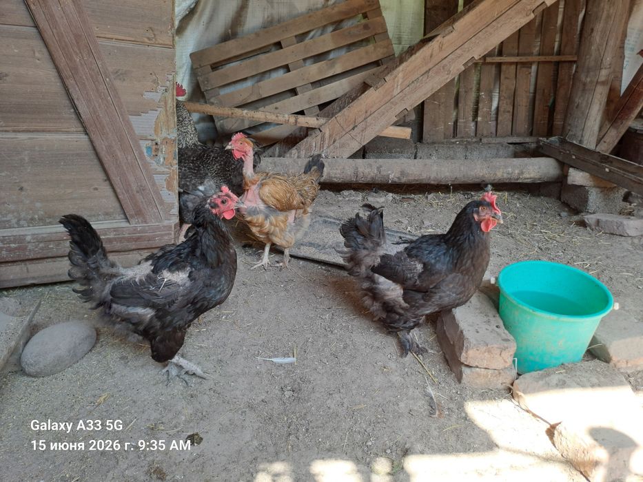 Продам домашних курей