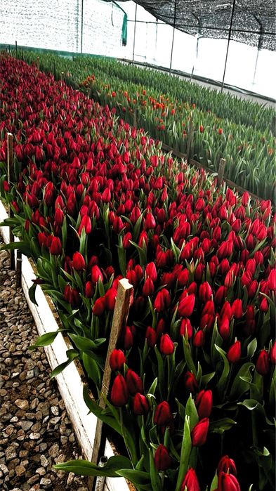 Продаем букеты голандских тюльпанов