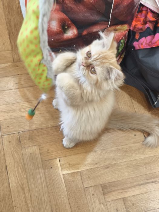 Персийско женско коте