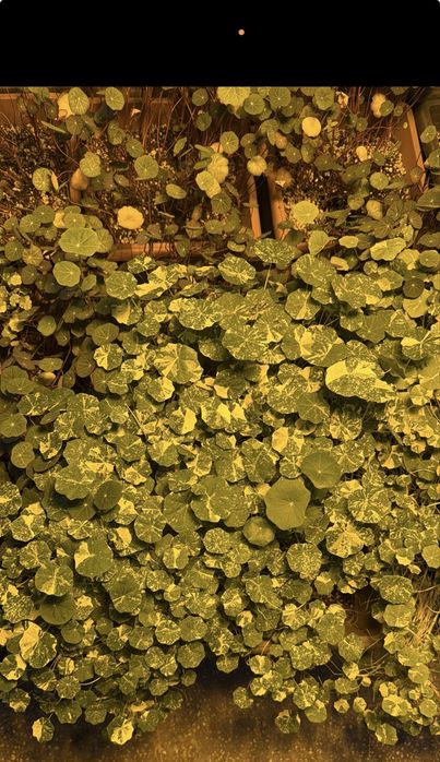 De vânzare – Afacere profitabilă în domeniul microplantelor