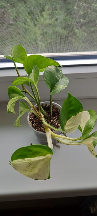 Сциндапсус Happy Leaf