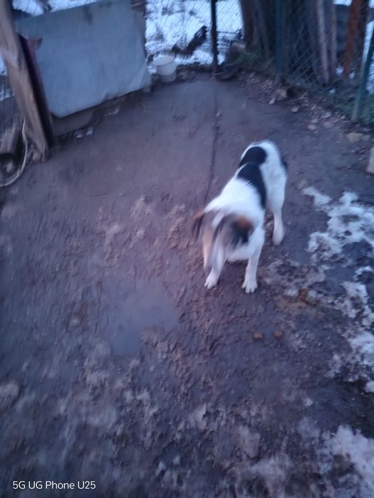 Подарявам женско кастрирано куче