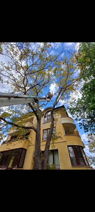 Рязане на опасни дървета кастрене с вишка