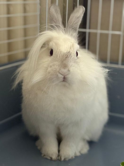 Vând iepuras de casa, vârsta 1 an.