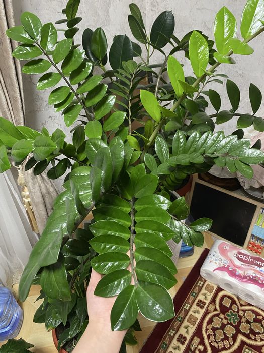 Цветы доллар для дома или офиса