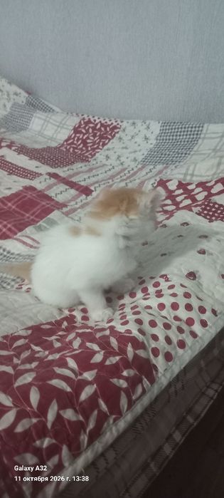 Отдам котят в добрые руки