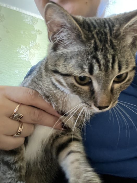 Кошка девочка серая