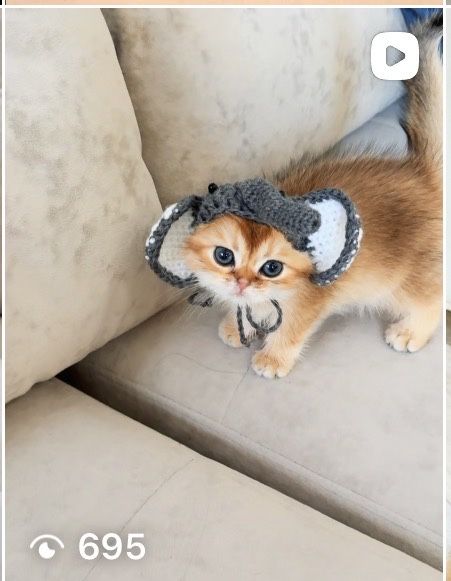 Котята шиншилята