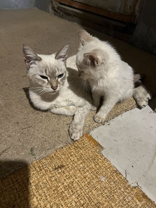 Котята и кошечка молодая