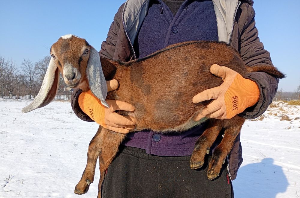 Mascul Anglonubian cu pedigree.